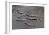 American Crocodiles (Crocodylus Acutus)-Sergio-Framed Photographic Print