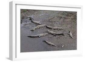 American Crocodiles (Crocodylus Acutus)-Sergio-Framed Photographic Print