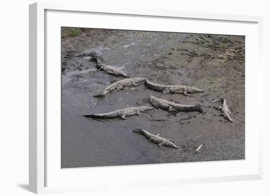 American Crocodiles (Crocodylus Acutus)-Sergio-Framed Photographic Print