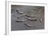 American Crocodiles (Crocodylus Acutus)-Sergio-Framed Photographic Print