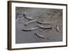 American Crocodiles (Crocodylus Acutus)-Sergio-Framed Photographic Print