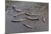 American Crocodiles (Crocodylus Acutus)-Sergio-Mounted Photographic Print