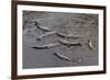 American Crocodiles (Crocodylus Acutus)-Sergio-Framed Photographic Print