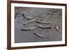 American Crocodiles (Crocodylus Acutus)-Sergio-Framed Photographic Print