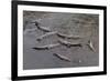 American Crocodiles (Crocodylus Acutus)-Sergio-Framed Photographic Print