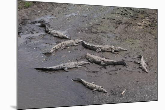 American Crocodiles (Crocodylus Acutus)-Sergio-Mounted Photographic Print