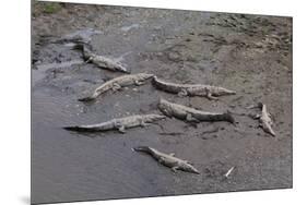 American Crocodiles (Crocodylus Acutus)-Sergio-Mounted Photographic Print