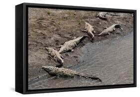 American Crocodiles (Crocodylus Acutus)-Sergio-Framed Stretched Canvas