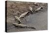 American Crocodiles (Crocodylus Acutus)-Sergio-Stretched Canvas