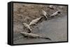 American Crocodiles (Crocodylus Acutus)-Sergio-Framed Stretched Canvas