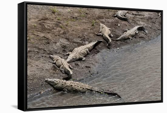 American Crocodiles (Crocodylus Acutus)-Sergio-Framed Stretched Canvas