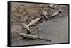 American Crocodiles (Crocodylus Acutus)-Sergio-Framed Stretched Canvas