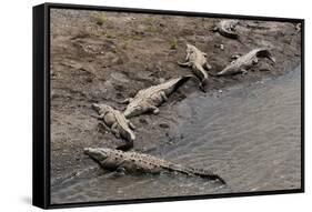 American Crocodiles (Crocodylus Acutus)-Sergio-Framed Stretched Canvas