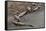 American Crocodiles (Crocodylus Acutus)-Sergio-Framed Stretched Canvas