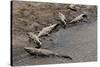 American Crocodiles (Crocodylus Acutus)-Sergio-Stretched Canvas