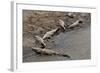 American Crocodiles (Crocodylus Acutus)-Sergio-Framed Photographic Print