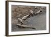 American Crocodiles (Crocodylus Acutus)-Sergio-Framed Photographic Print