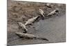 American Crocodiles (Crocodylus Acutus)-Sergio-Mounted Photographic Print