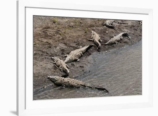 American Crocodiles (Crocodylus Acutus)-Sergio-Framed Photographic Print