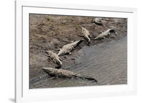 American Crocodiles (Crocodylus Acutus)-Sergio-Framed Photographic Print