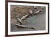 American Crocodiles (Crocodylus Acutus)-Sergio-Framed Photographic Print