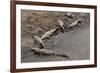 American Crocodiles (Crocodylus Acutus)-Sergio-Framed Photographic Print