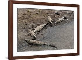 American Crocodiles (Crocodylus Acutus)-Sergio-Framed Photographic Print