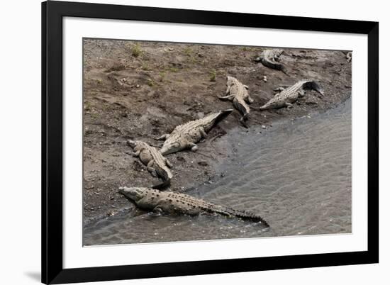 American Crocodiles (Crocodylus Acutus)-Sergio-Framed Photographic Print