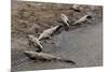 American Crocodiles (Crocodylus Acutus)-Sergio-Mounted Photographic Print