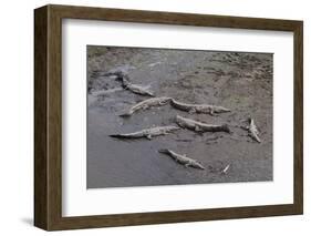 American Crocodiles (Crocodylus Acutus)-Sergio-Framed Photographic Print