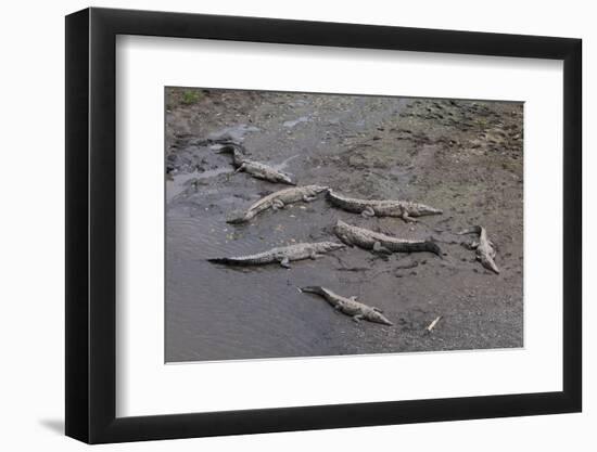 American Crocodiles (Crocodylus Acutus)-Sergio-Framed Photographic Print