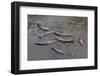 American Crocodiles (Crocodylus Acutus)-Sergio-Framed Photographic Print