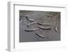 American Crocodiles (Crocodylus Acutus)-Sergio-Framed Photographic Print