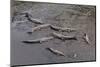 American Crocodiles (Crocodylus Acutus)-Sergio-Mounted Photographic Print