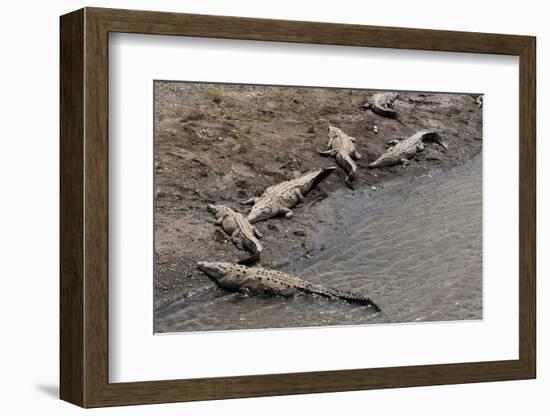 American Crocodiles (Crocodylus Acutus)-Sergio-Framed Photographic Print