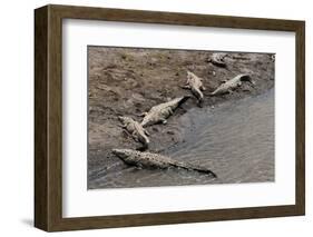 American Crocodiles (Crocodylus Acutus)-Sergio-Framed Photographic Print