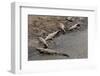 American Crocodiles (Crocodylus Acutus)-Sergio-Framed Photographic Print