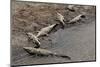 American Crocodiles (Crocodylus Acutus)-Sergio-Mounted Photographic Print