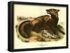 American Cross Fox-null-Framed Poster