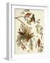 American Crossbill-John James Audubon-Framed Art Print