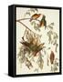 American Crossbill-John James Audubon-Framed Stretched Canvas