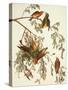 American Crossbill-John James Audubon-Stretched Canvas