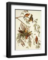 American Crossbill-John James Audubon-Framed Art Print