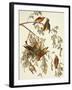 American Crossbill-John James Audubon-Framed Art Print