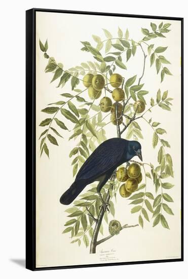 American Crow, 1833-John James Audubon-Framed Stretched Canvas