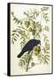 American Crow, 1833-John James Audubon-Framed Stretched Canvas