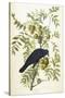 American Crow, 1833-John James Audubon-Stretched Canvas