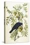 American Crow, 1833-John James Audubon-Stretched Canvas