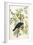 American Crow, 1833-John James Audubon-Framed Giclee Print