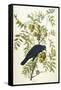 American Crow, 1833-John James Audubon-Framed Stretched Canvas